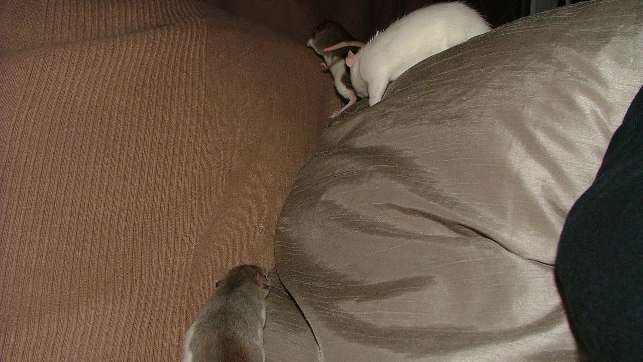 DSCF6645.JPG