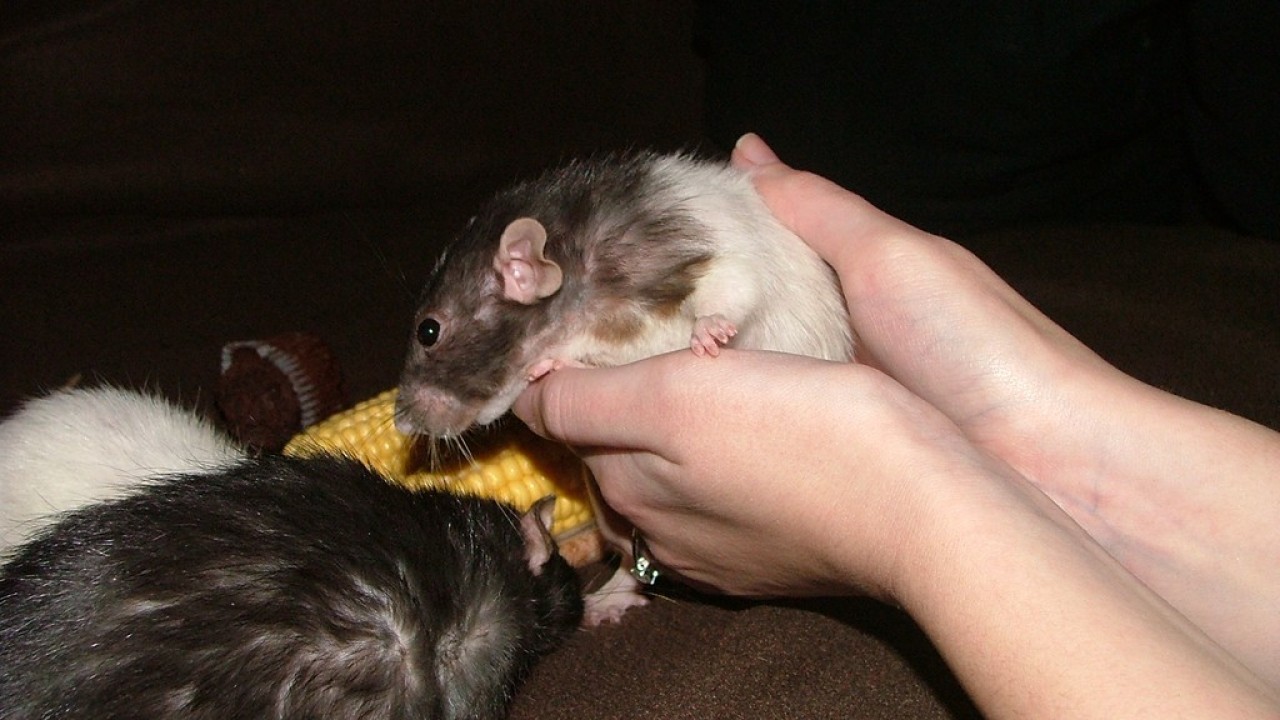 dscf6038.jpg