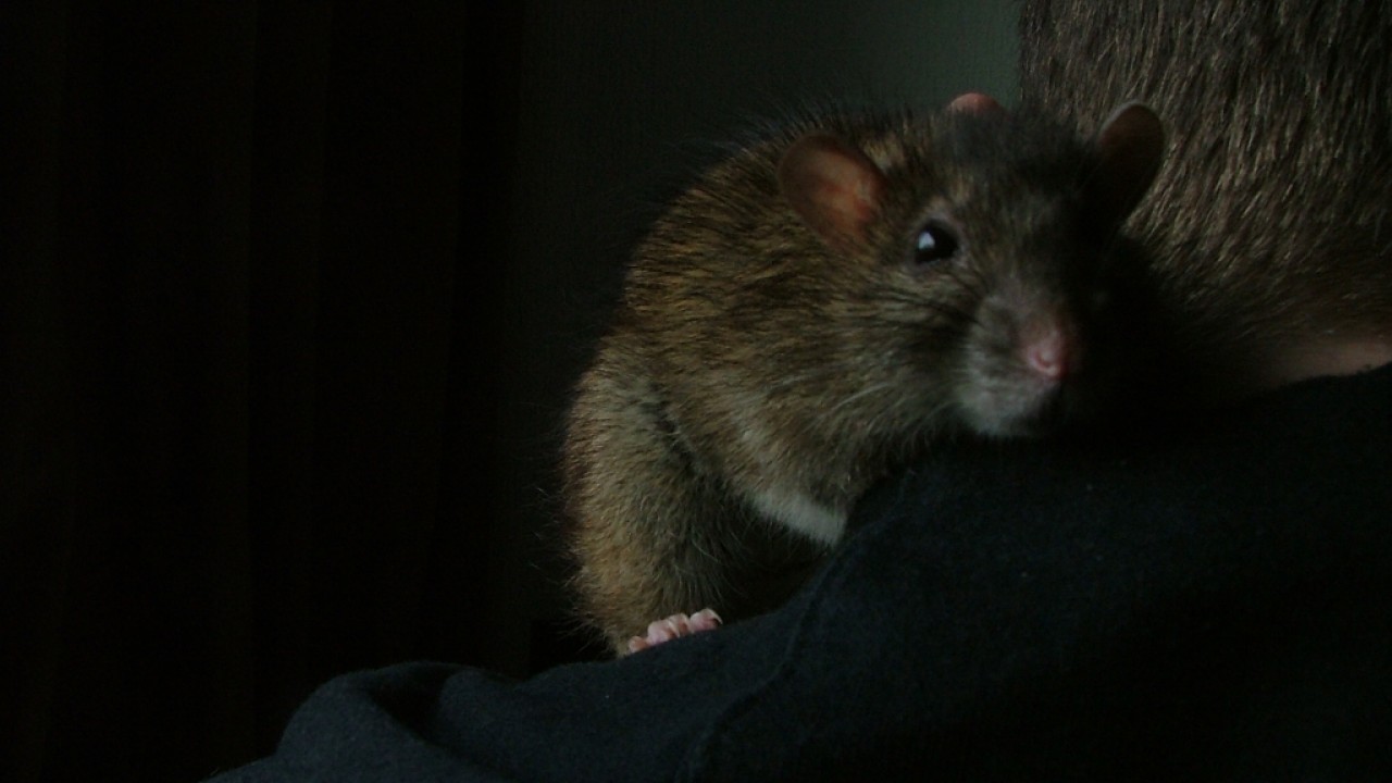 dscf6592.jpg