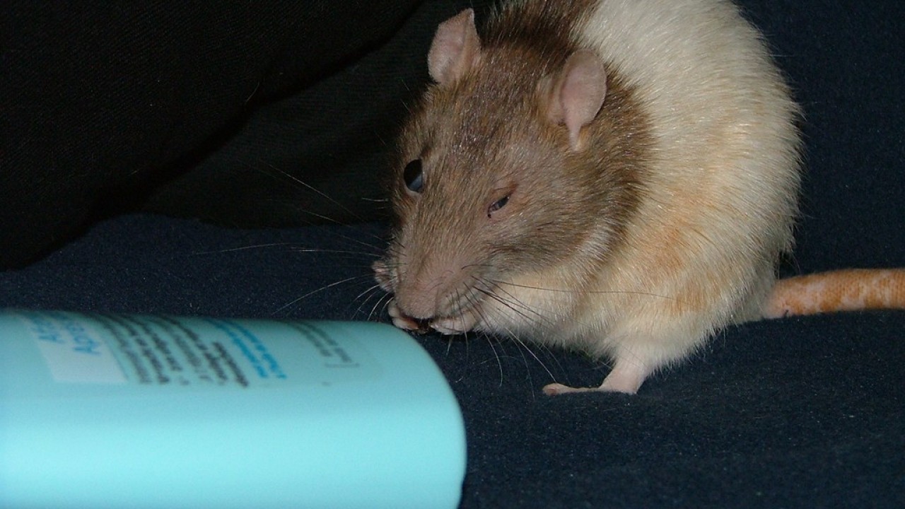 DSCF4088.JPG