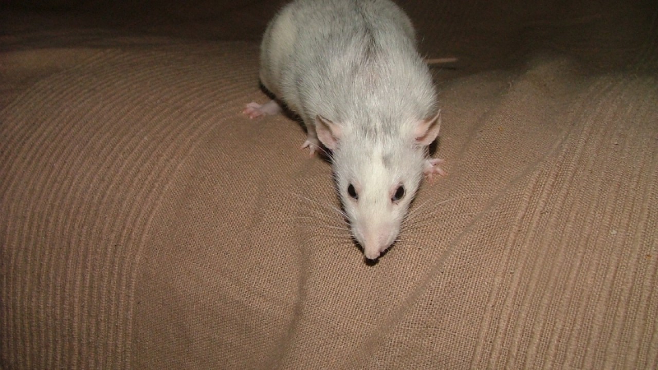 dscf6912.jpg