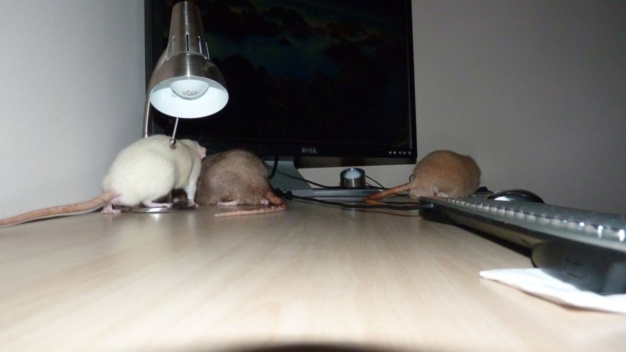 P1000910.JPG