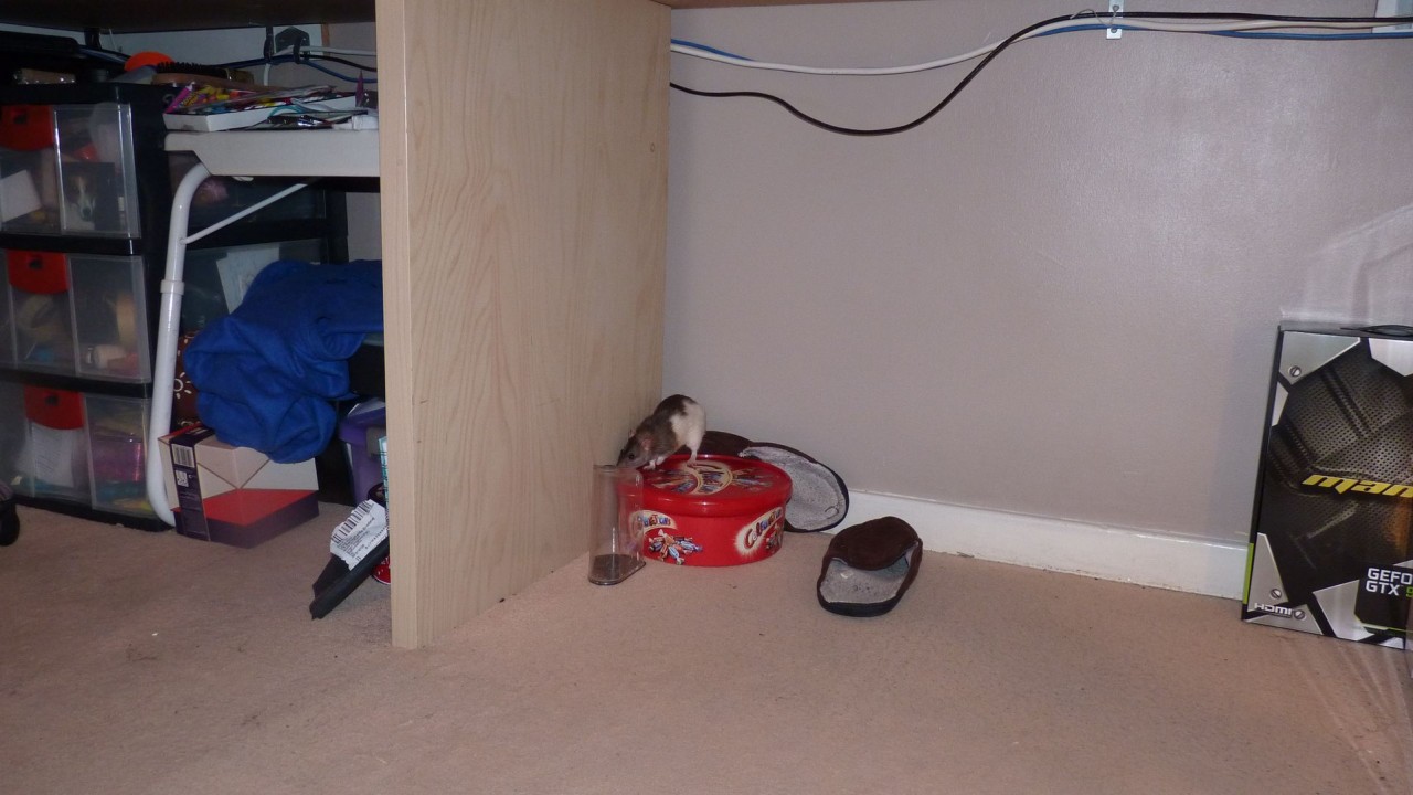 P1070384.JPG