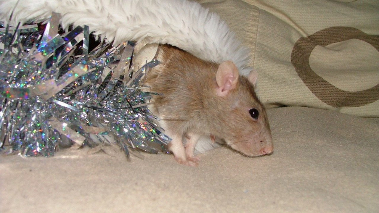 DSCF4602.JPG