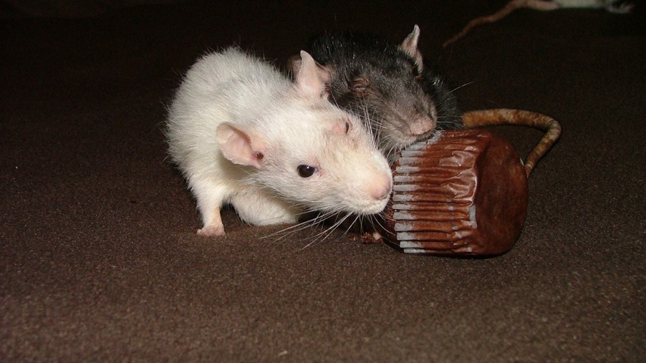 dscf6031.jpg