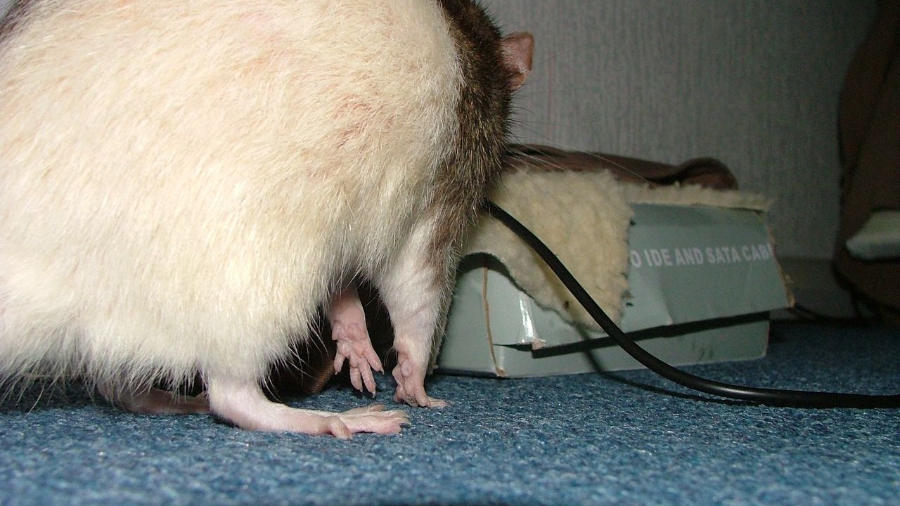 DSCF6685.JPG