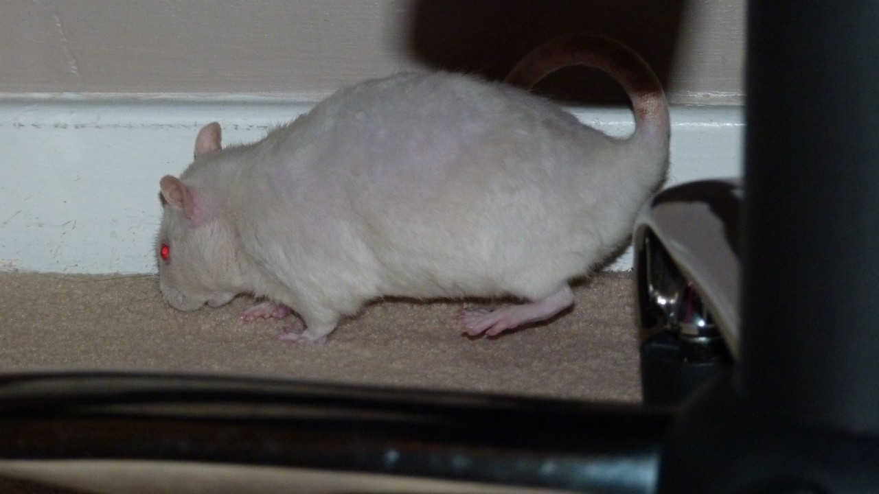 P1060973.JPG