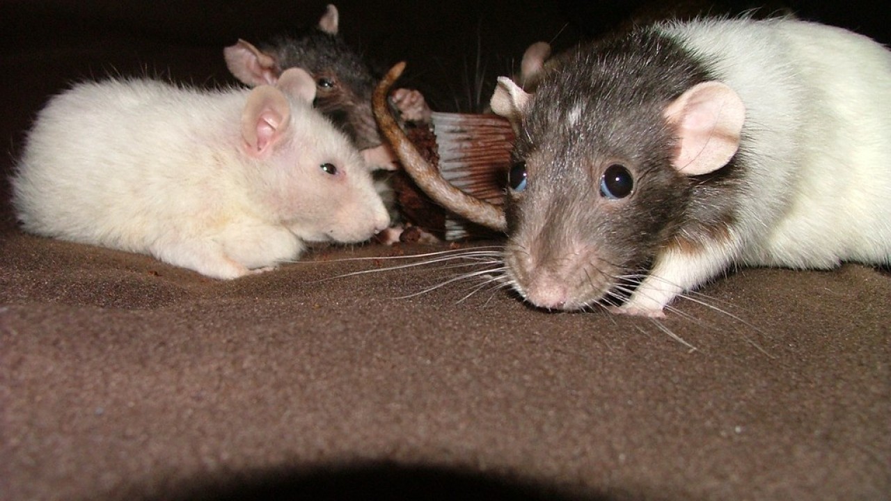 dscf6027.jpg