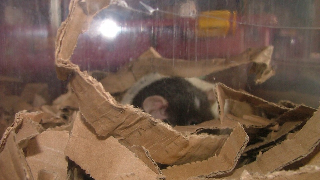DSCF4185.JPG