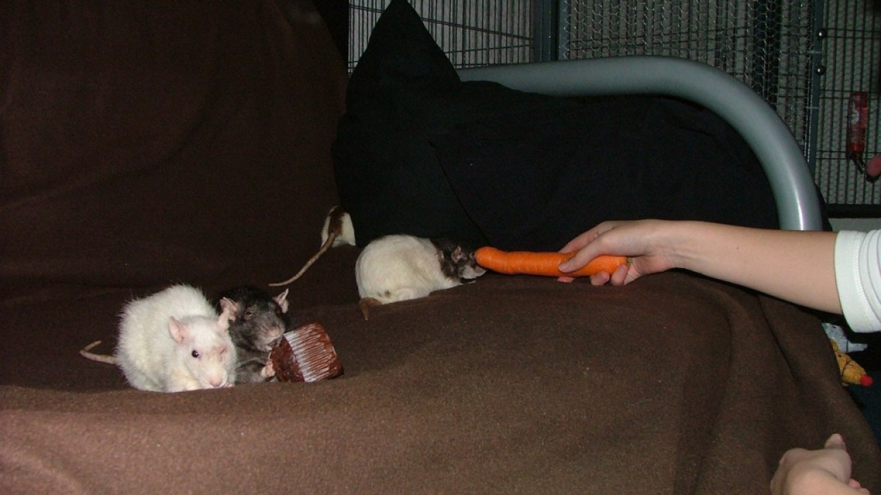 dscf6030.jpg
