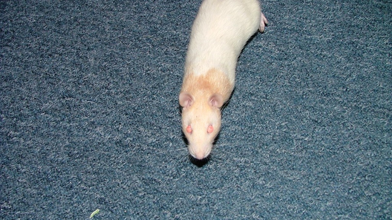 DSCF2654.JPG