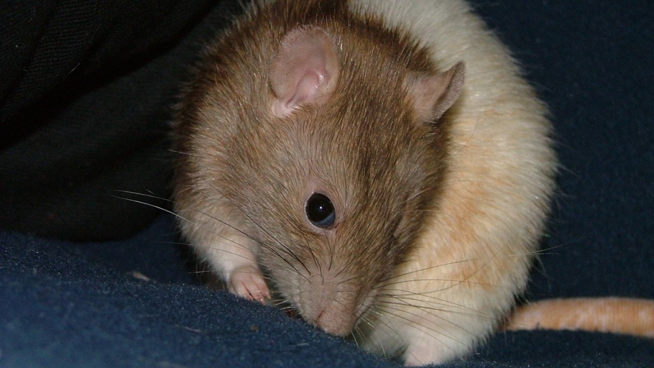 DSCF4089.JPG