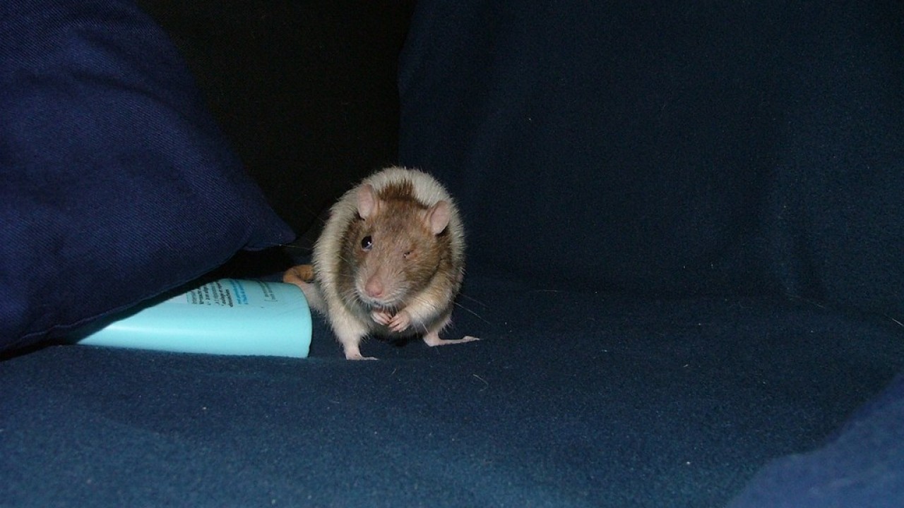 DSCF4085.JPG