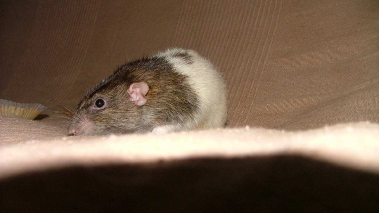 dscf6901.jpg