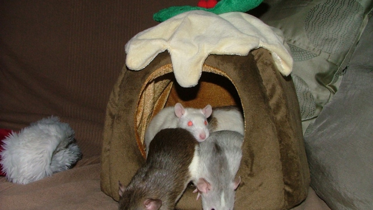 dscf6709.jpg
