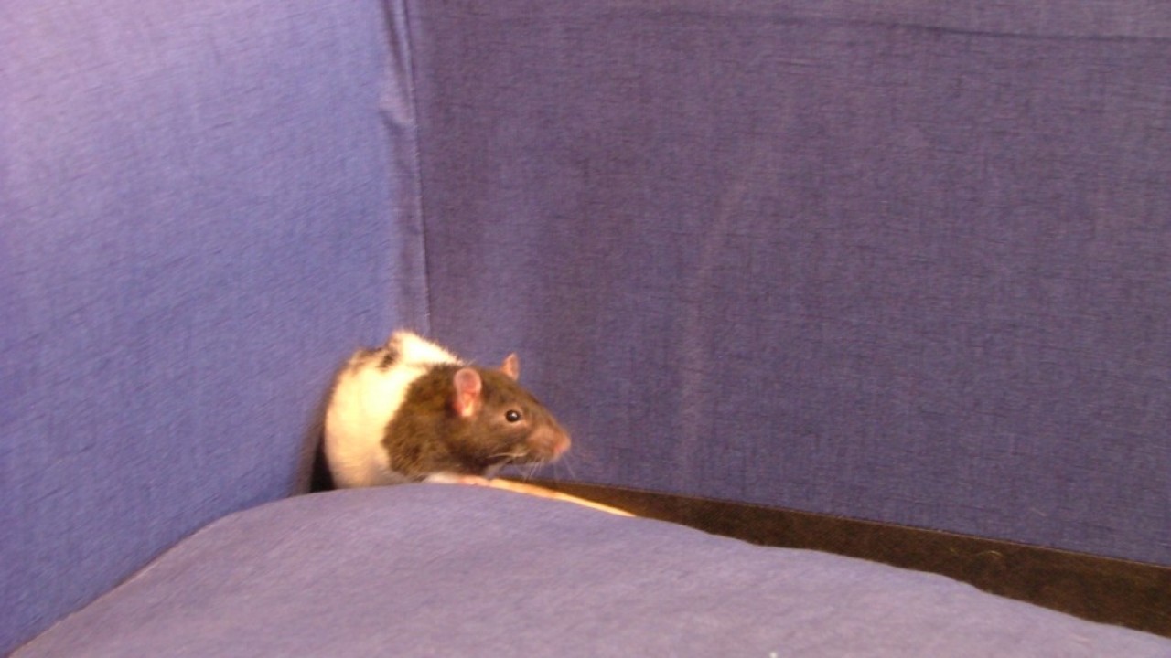 DSCF1503.JPG