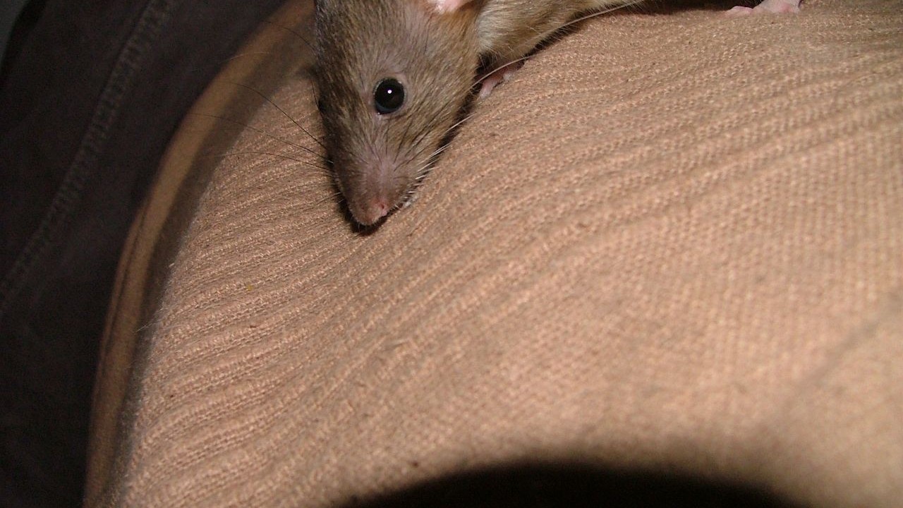 DSCF6644.JPG