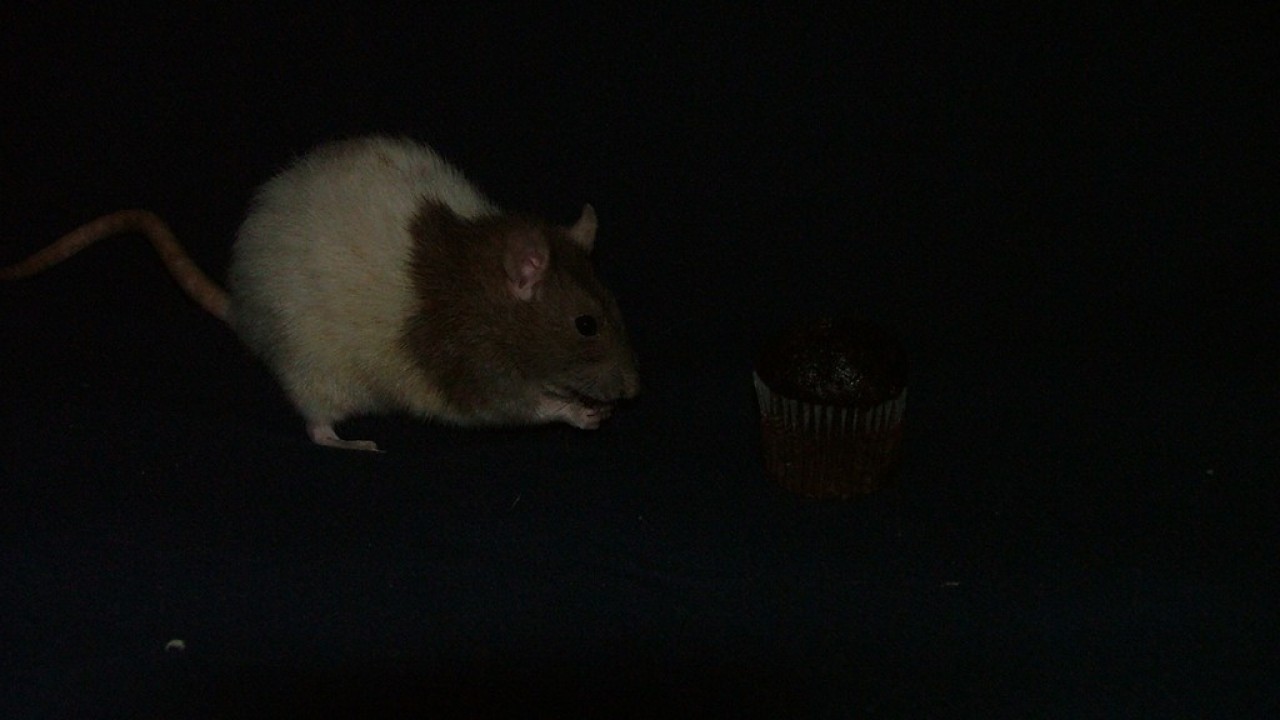 DSCF4082.JPG