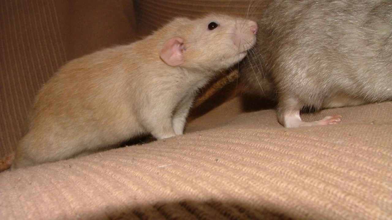 dscf6898.jpg
