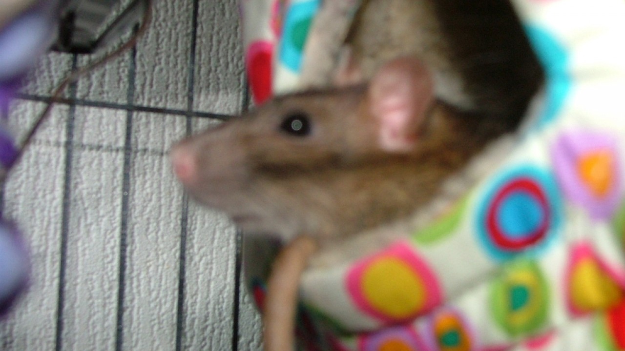 dscf6336.jpg