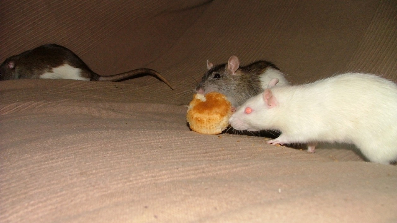 dscf6921.jpg