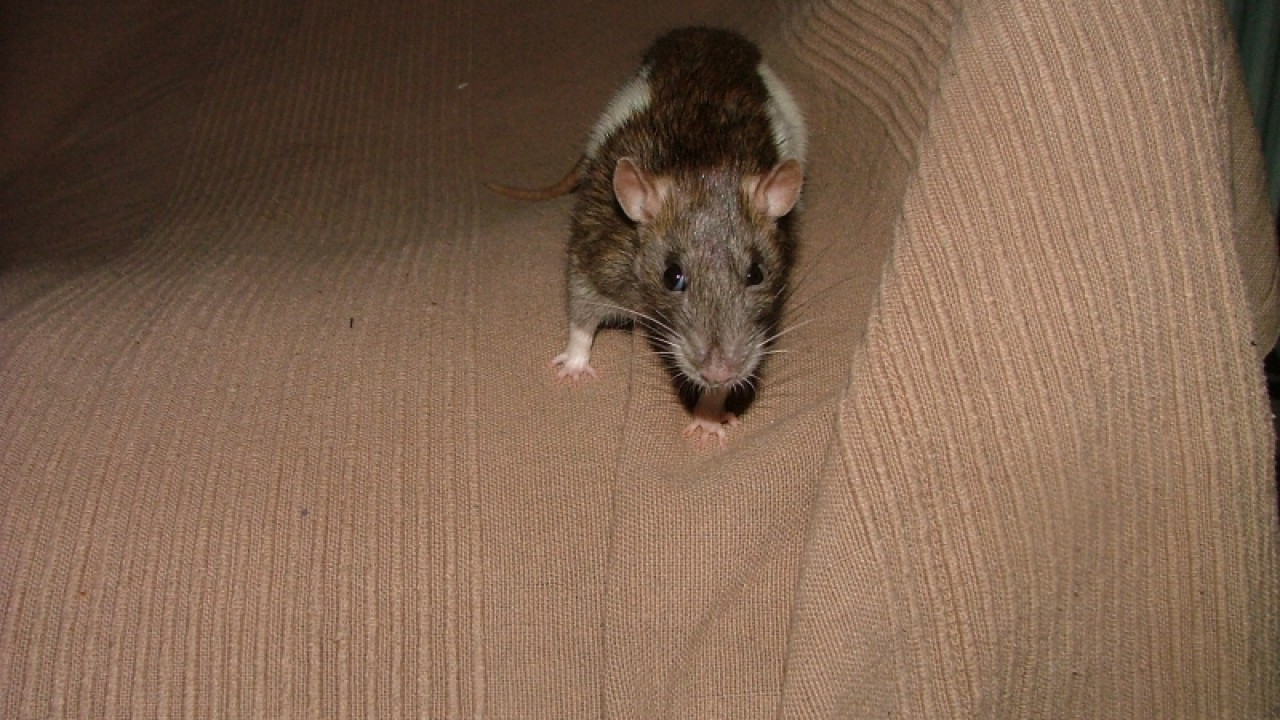 dscf6916.jpg