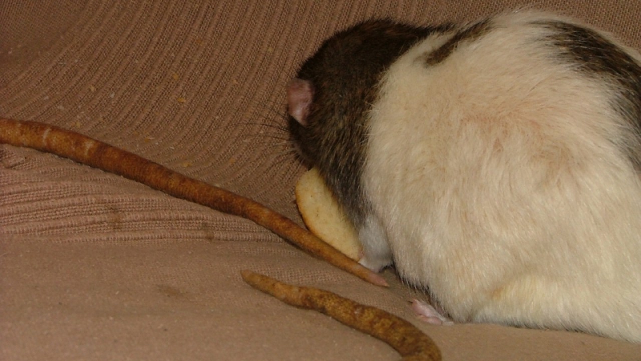 dscf6893.jpg