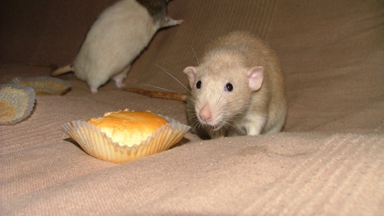 dscf6906.jpg