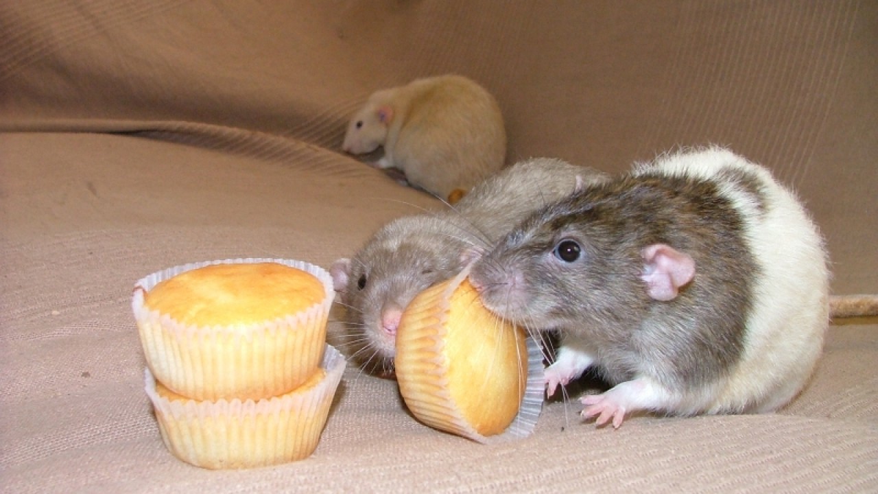 dscf6878.jpg
