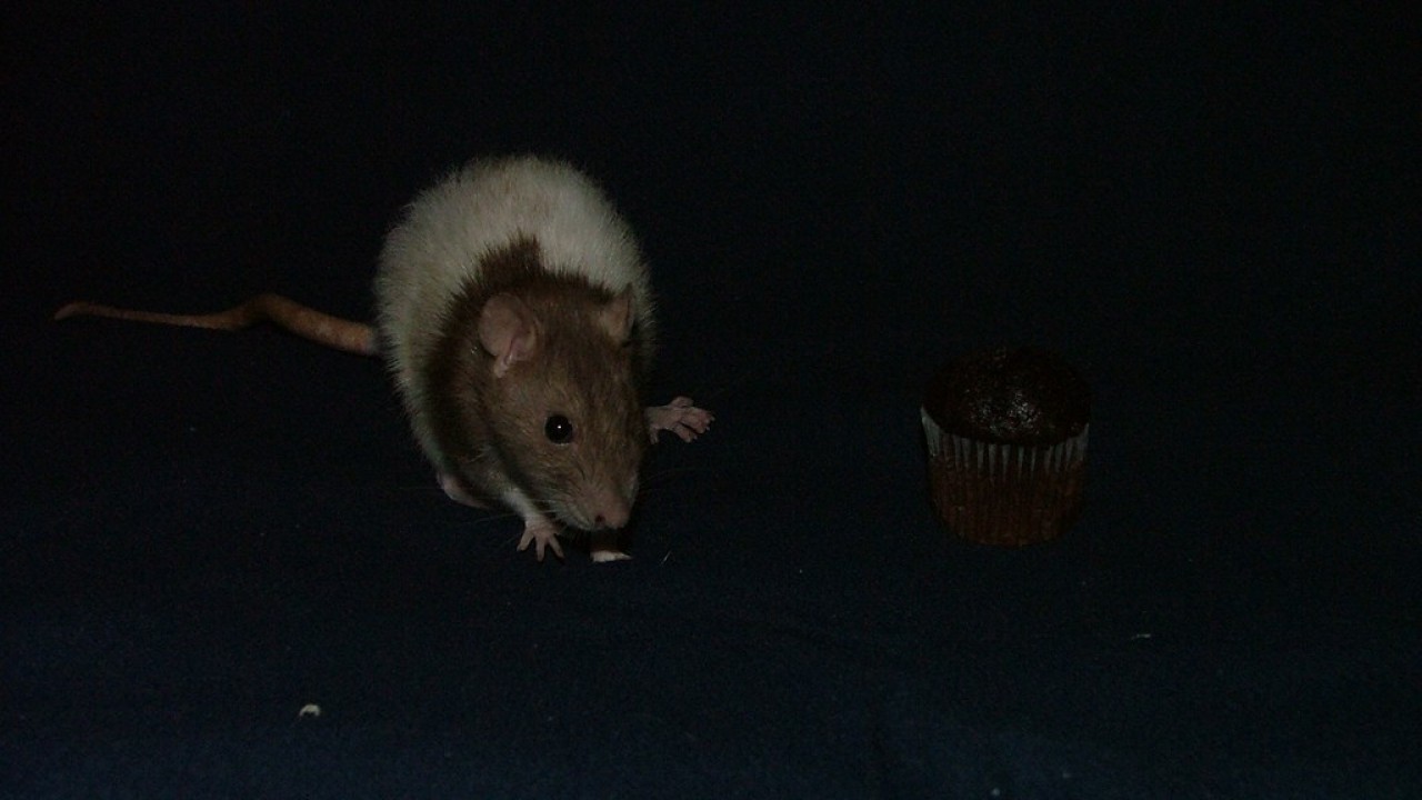 DSCF4083.JPG