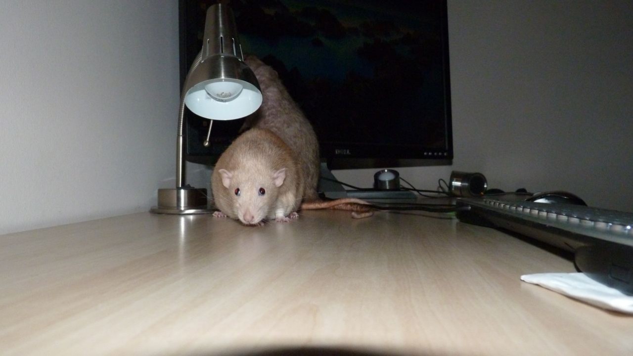 P1000911.JPG