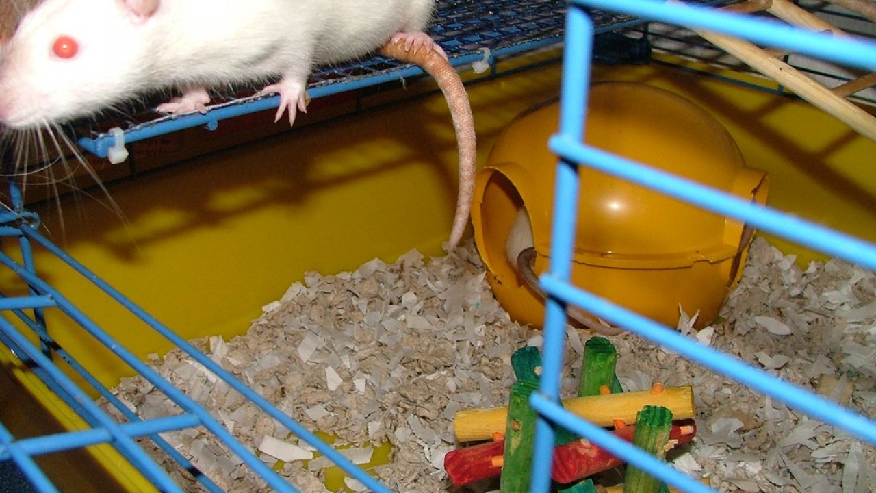 DSCF4102.JPG