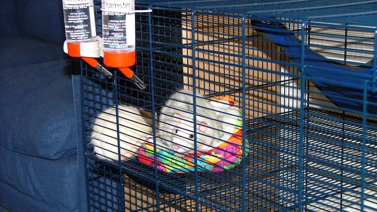 DSCF2700.JPG