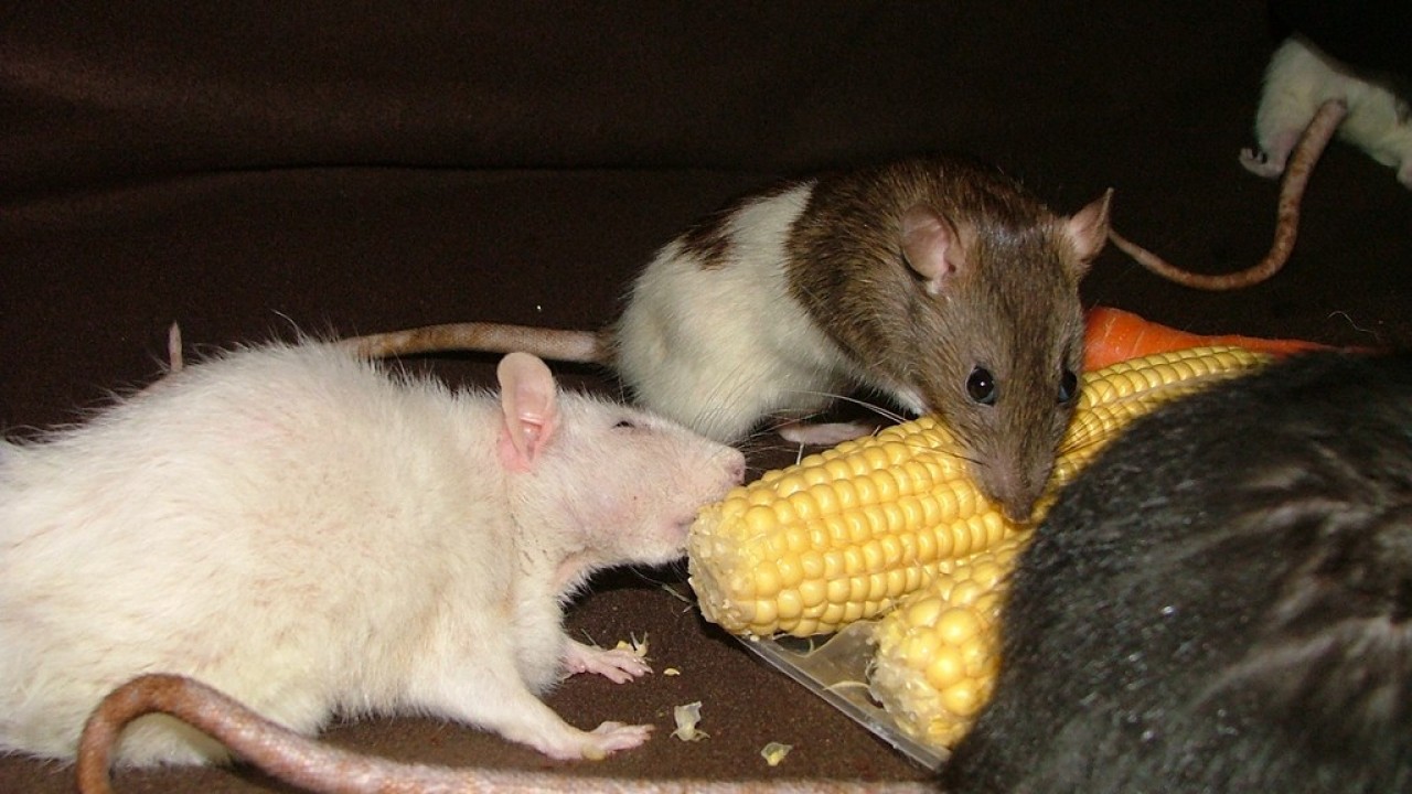 dscf6045.jpg