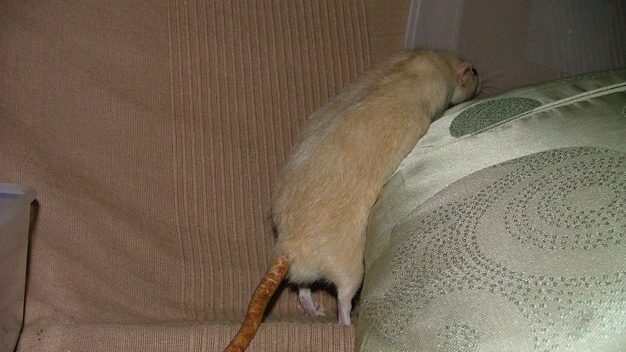 DSCF6729.JPG