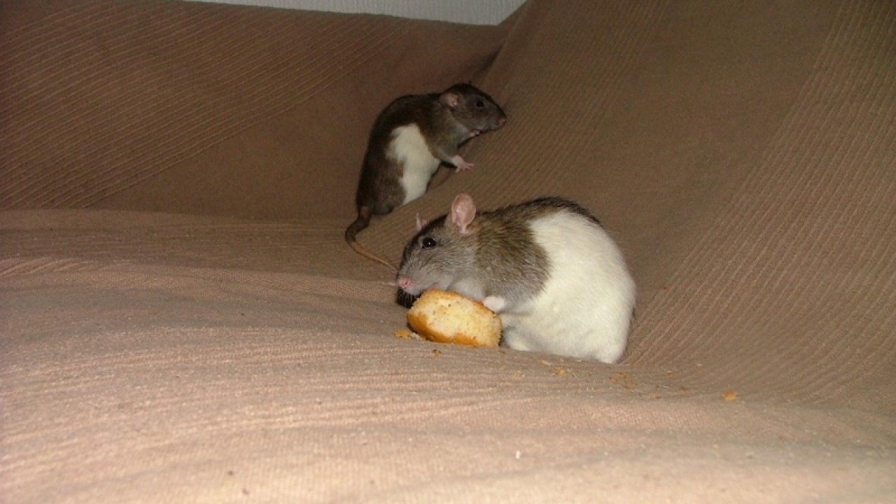 dscf6923.jpg