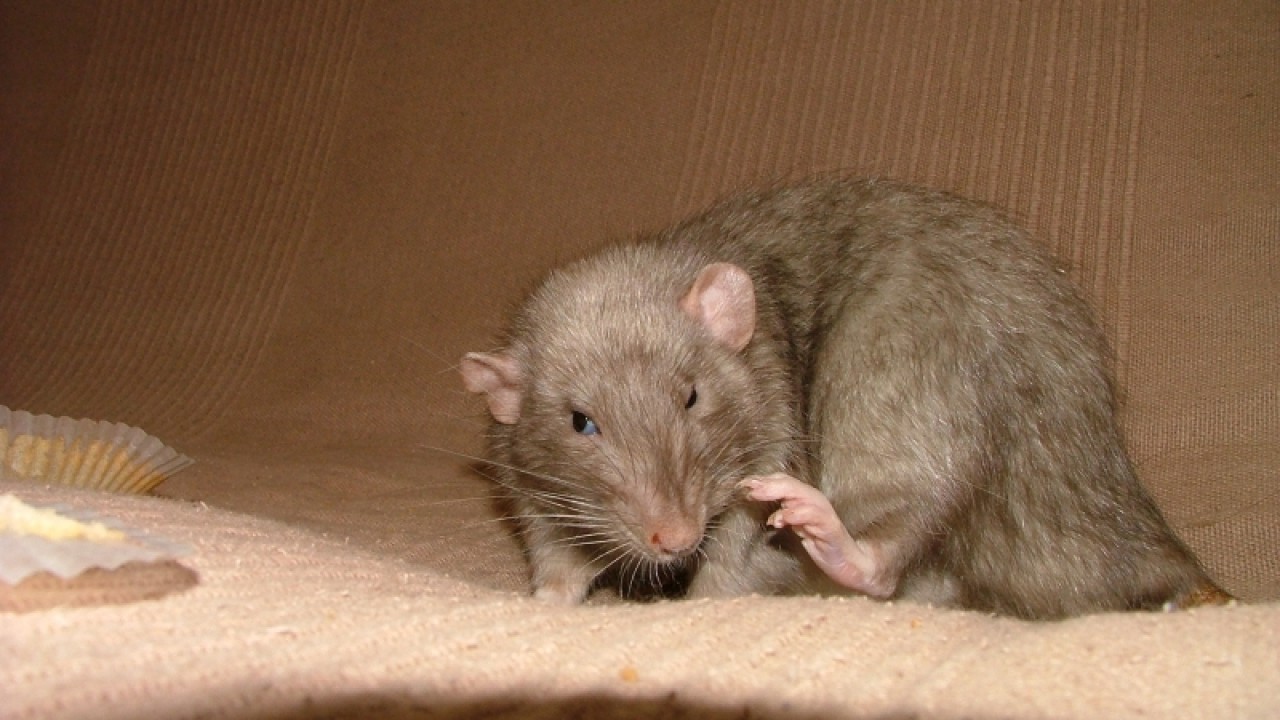dscf6895.jpg