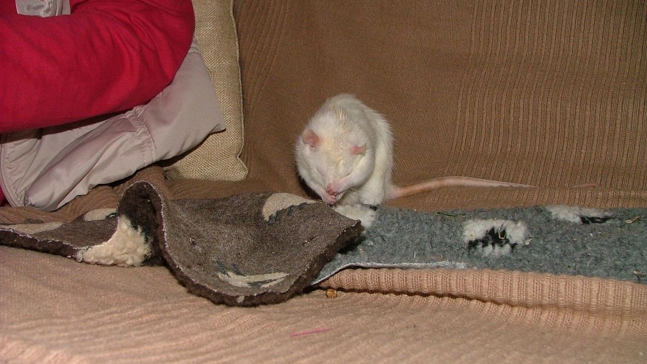 DSCF6649.JPG