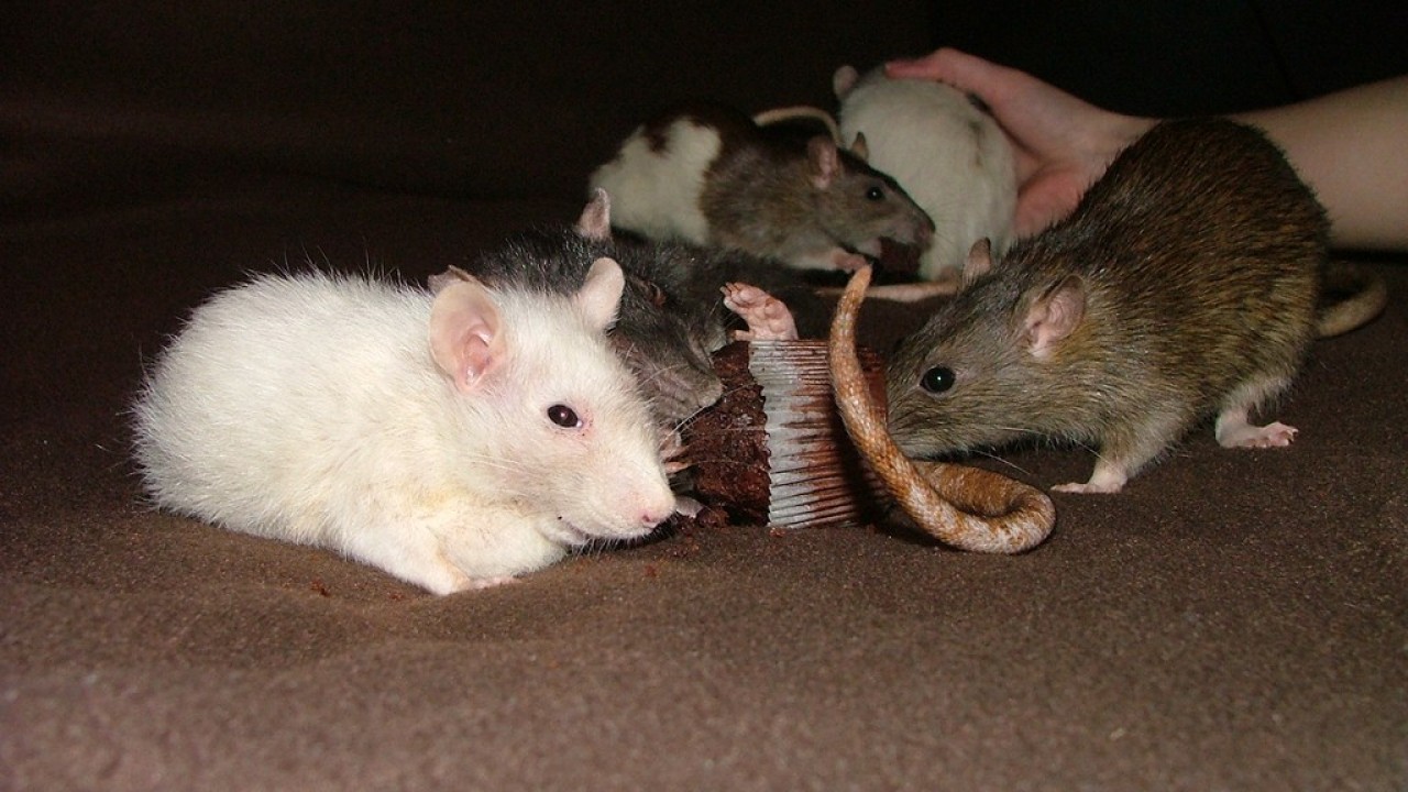 dscf6026.jpg