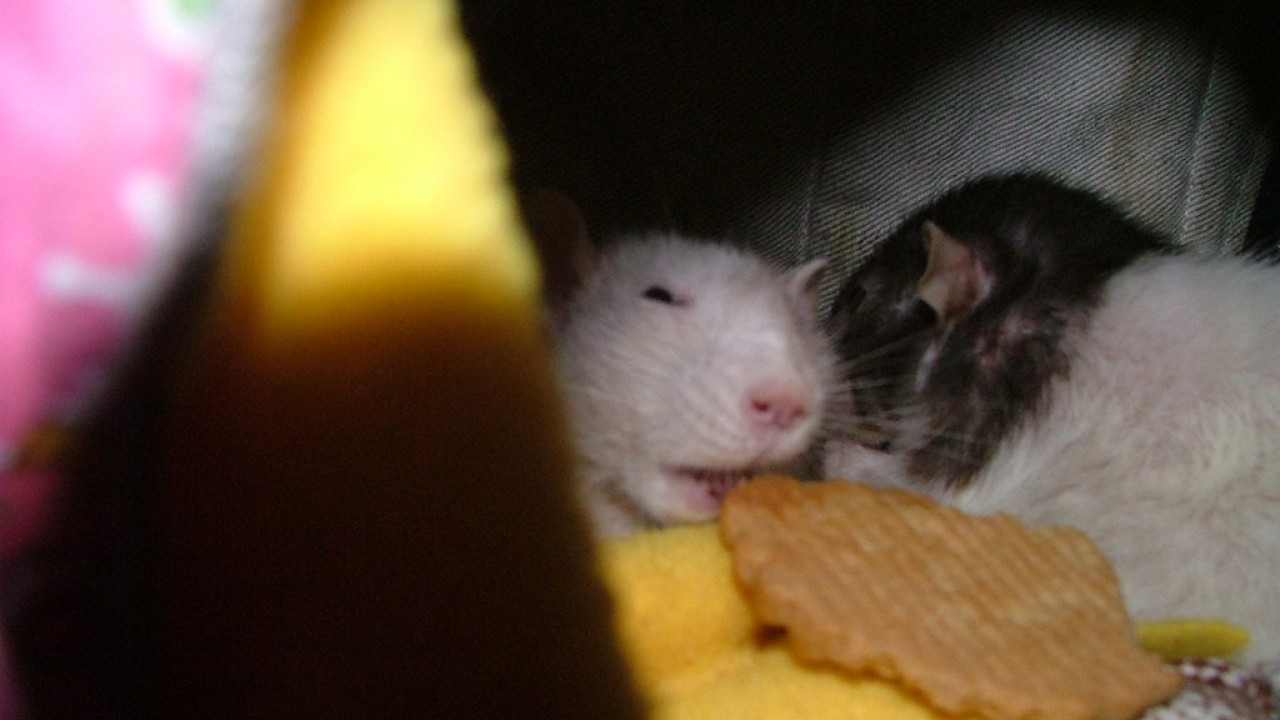dscf6049.jpg