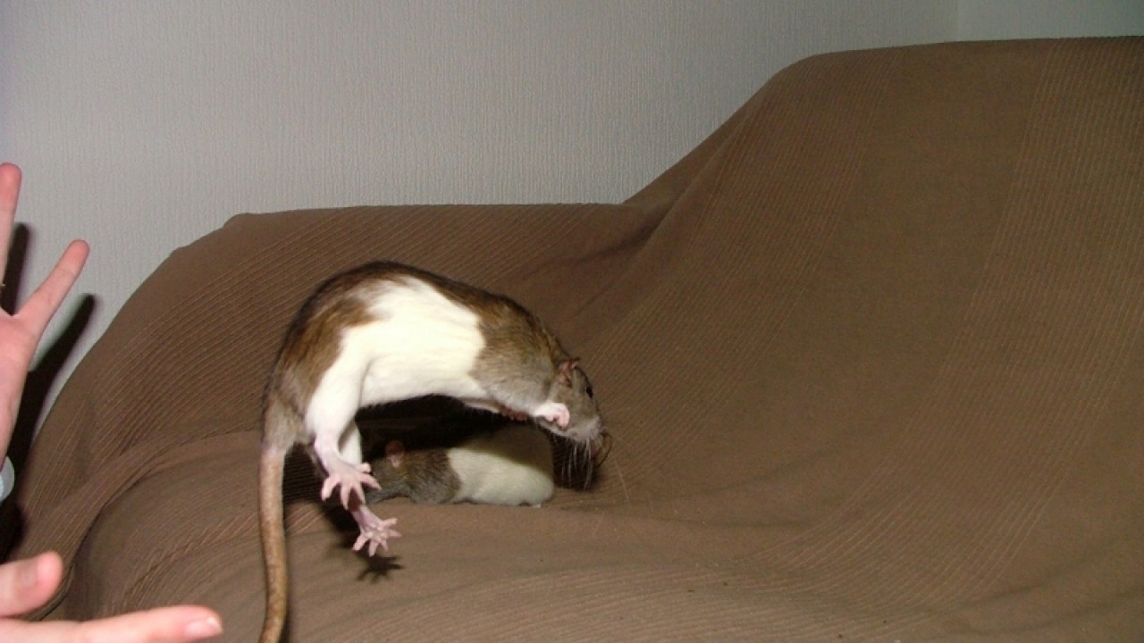 dscf6917.jpg