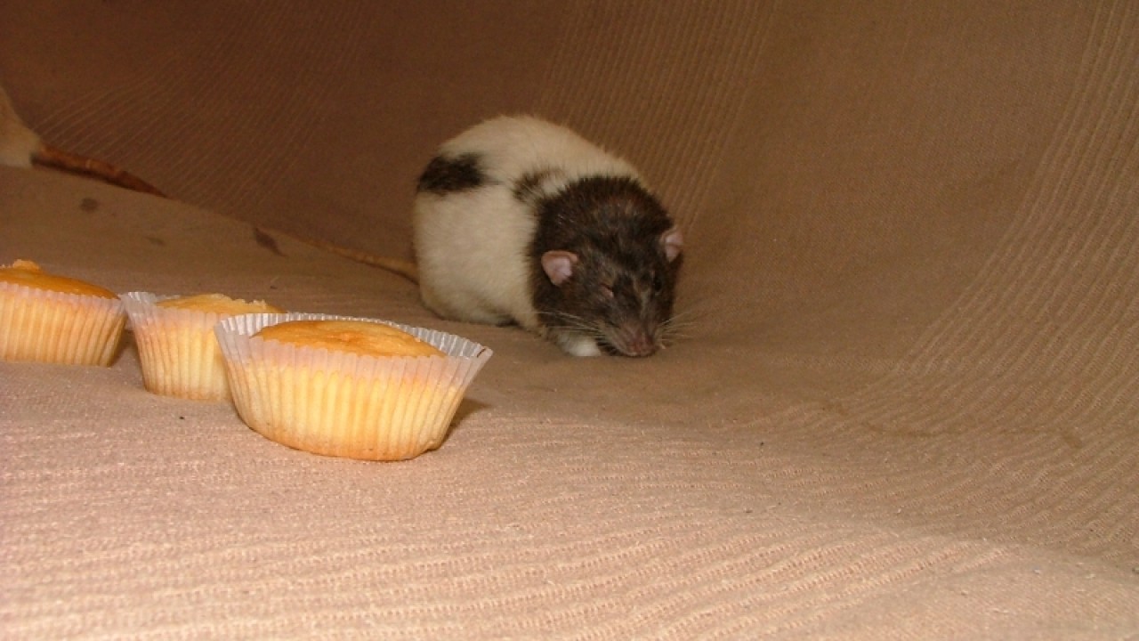 dscf6881.jpg