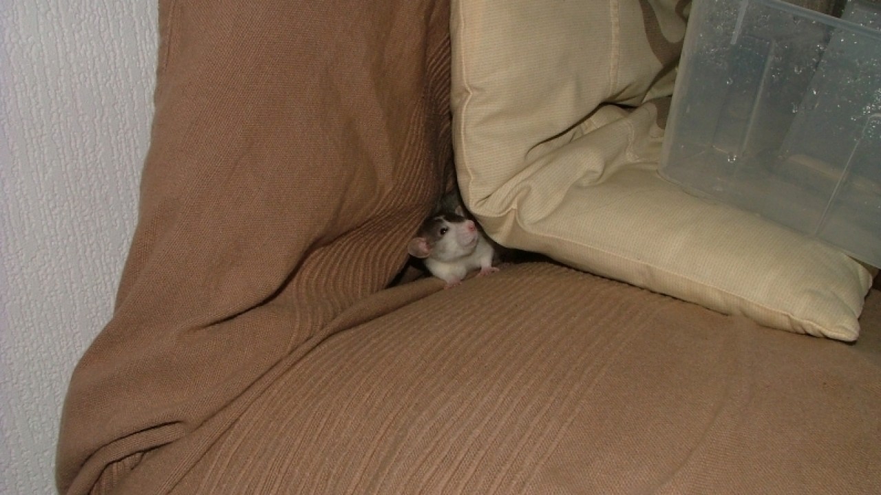dscf6664.jpg