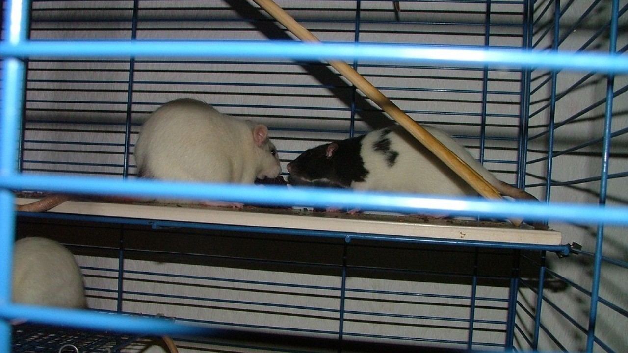 DSCF4120.JPG