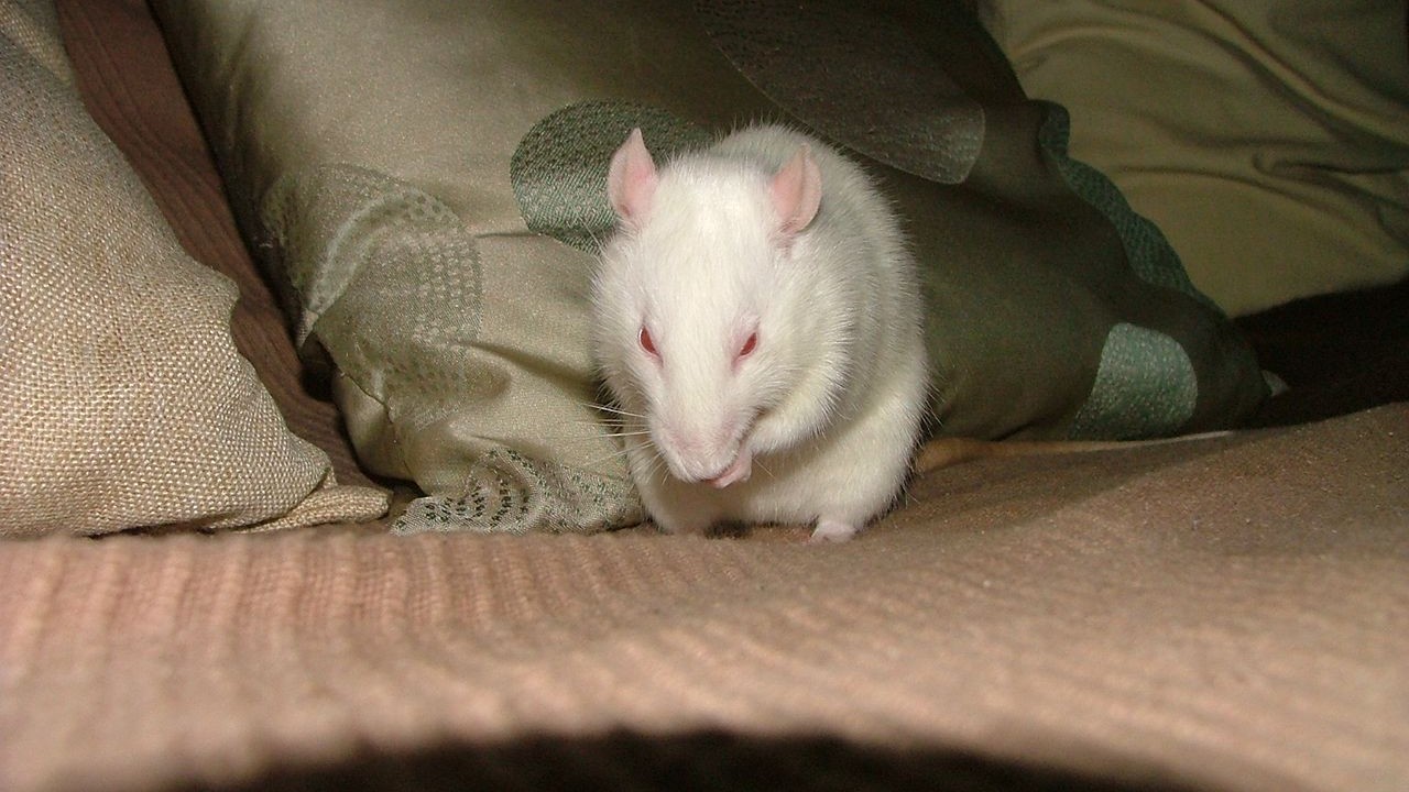 DSCF6778.JPG
