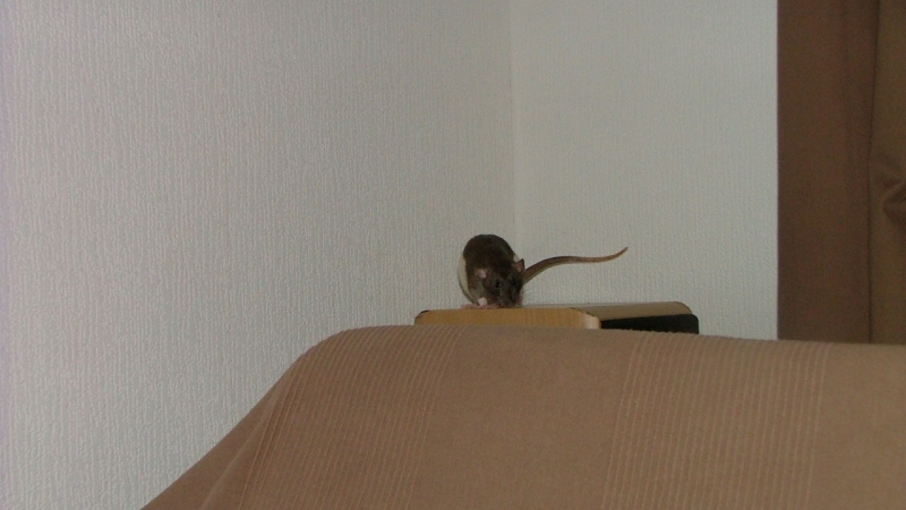 dscf6919.jpg
