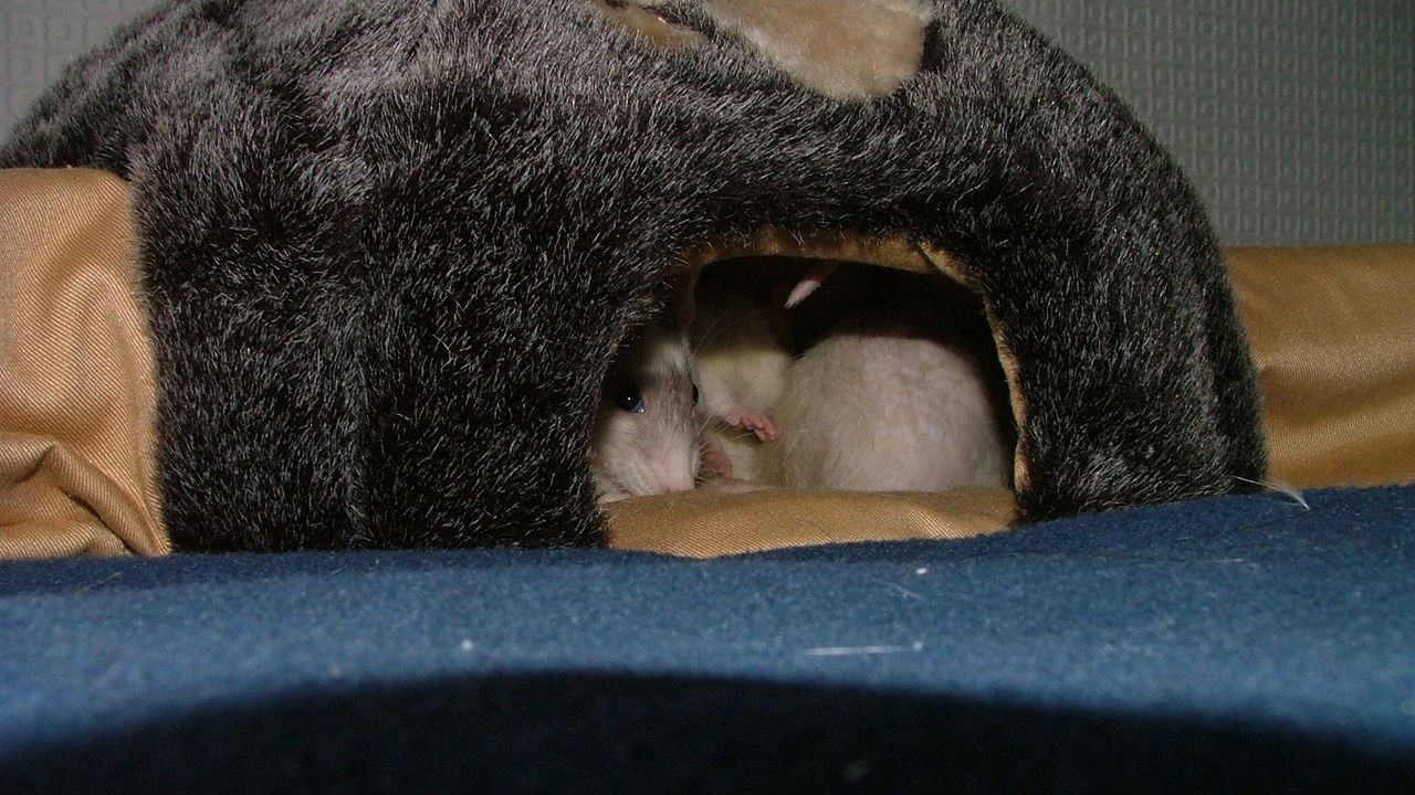 DSCF3931.JPG