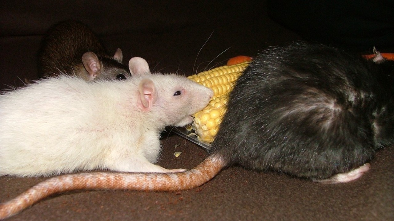 dscf6040.jpg