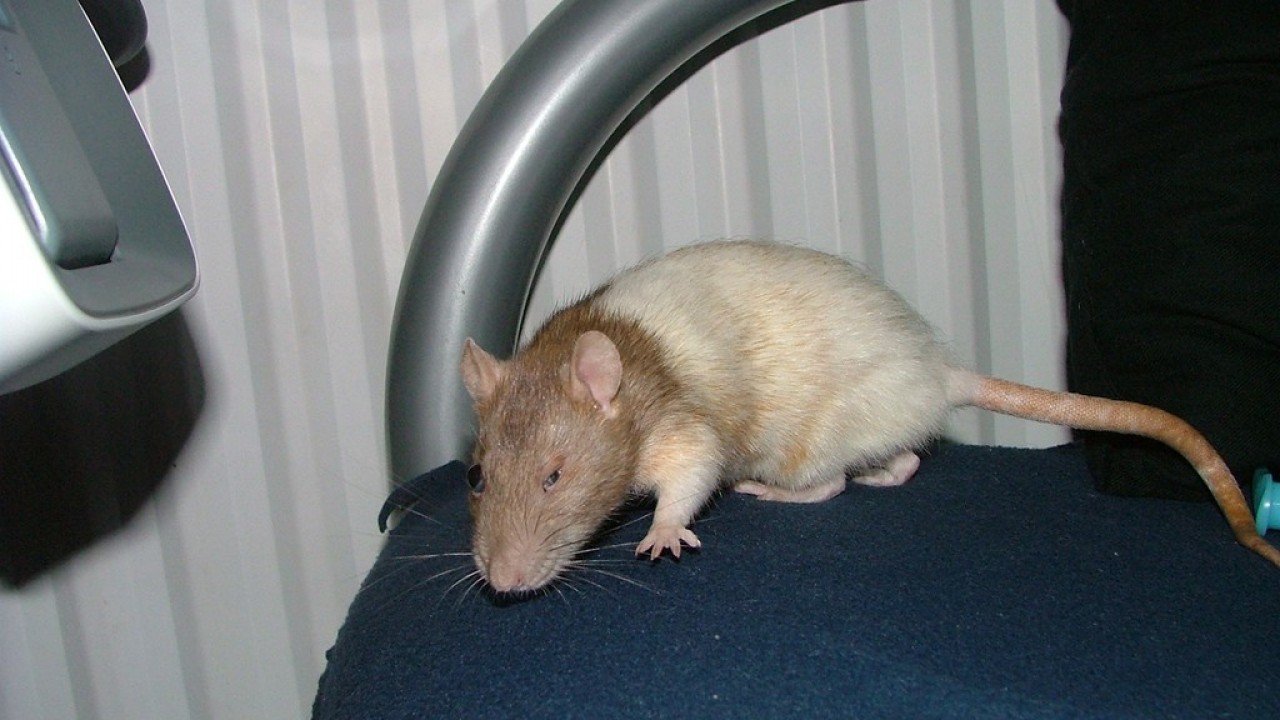 DSCF4087.JPG